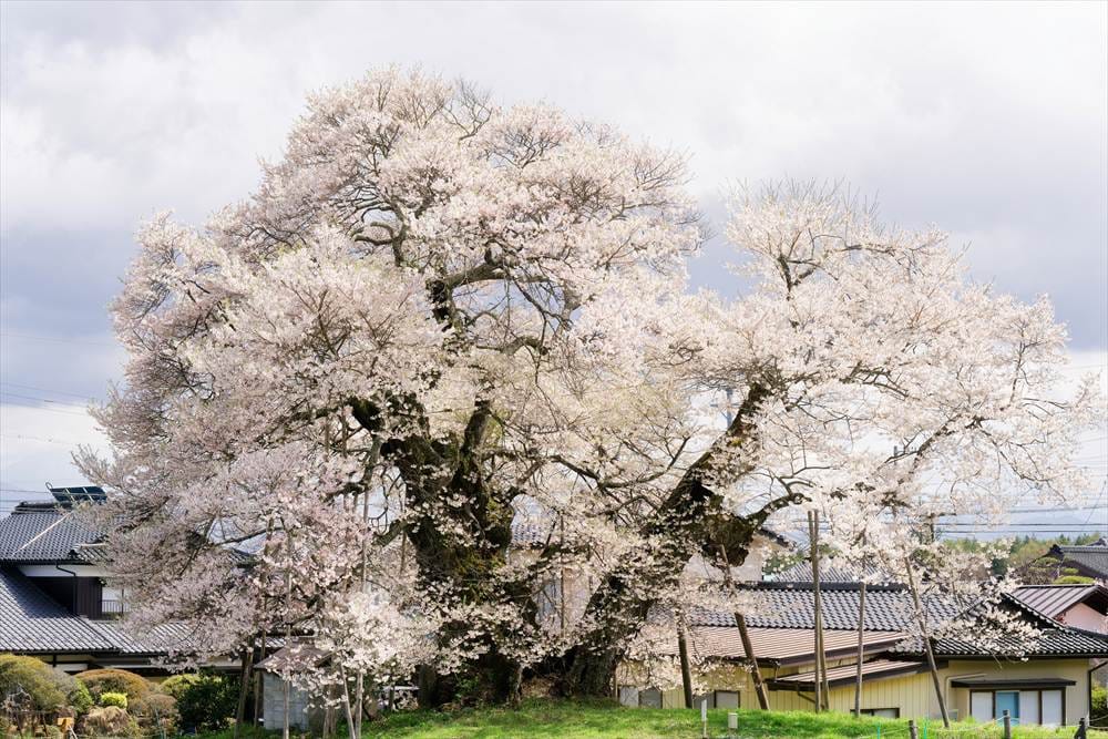 中曽根のエドヒガン（権現桜）
東西の枝で花の色味が違う？