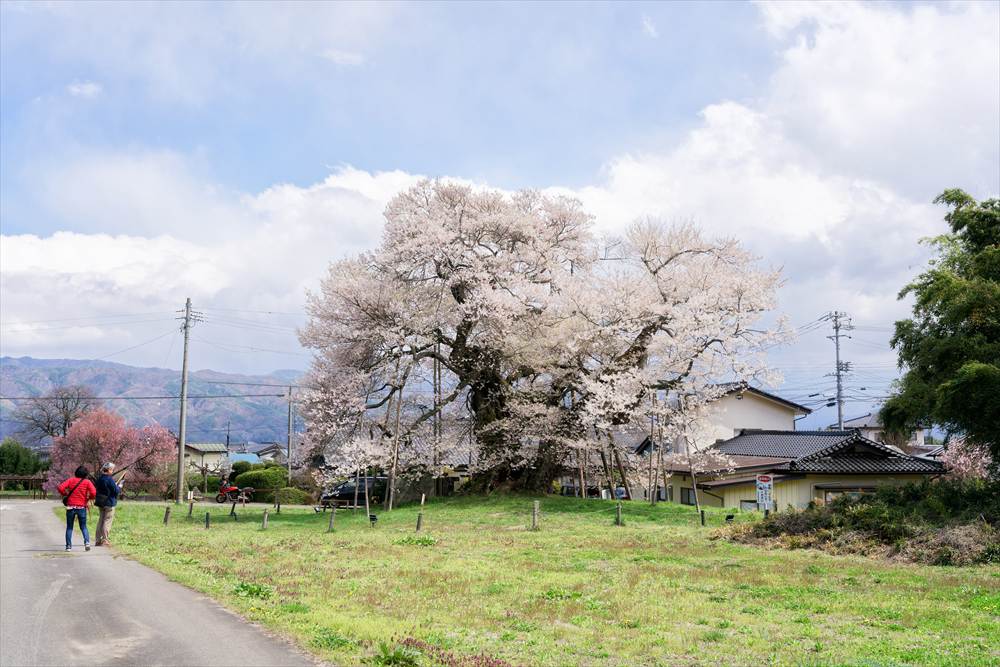 中曽根のエドヒガン（権現桜）全景