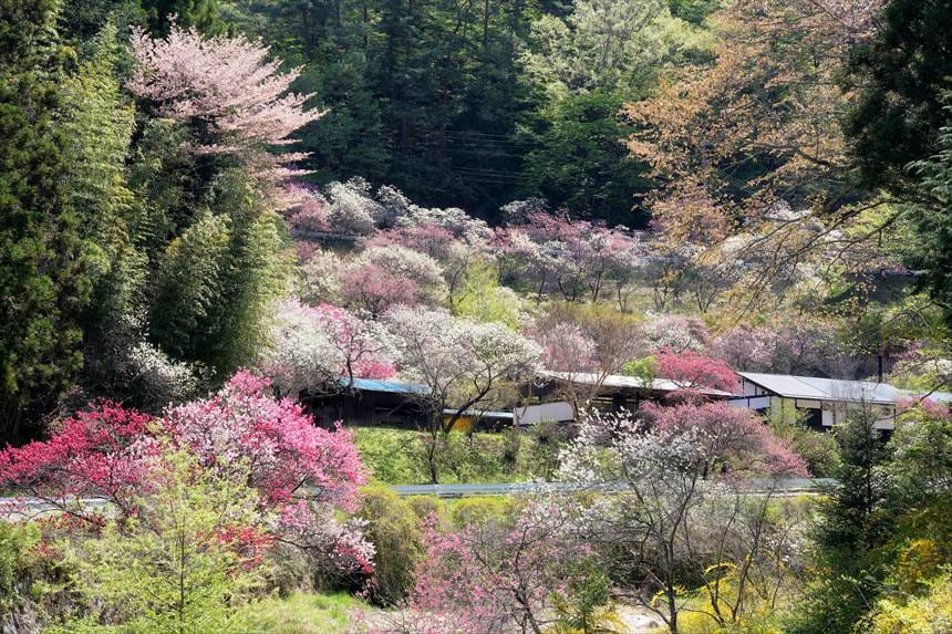 休み処 すみよしやと花桃