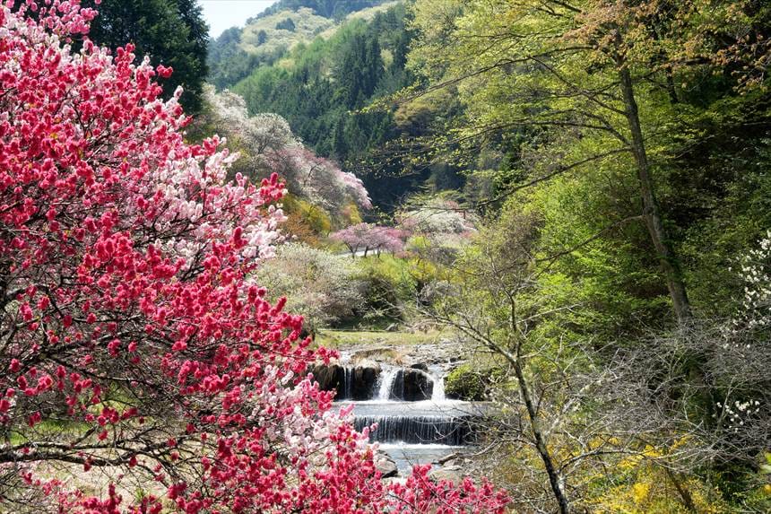 「中沢すみよしやの花桃」
県道210号 西伊那線　百々目木川　合流地点