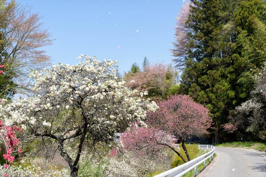 中沢すみよしやの花桃　花びら舞い散る