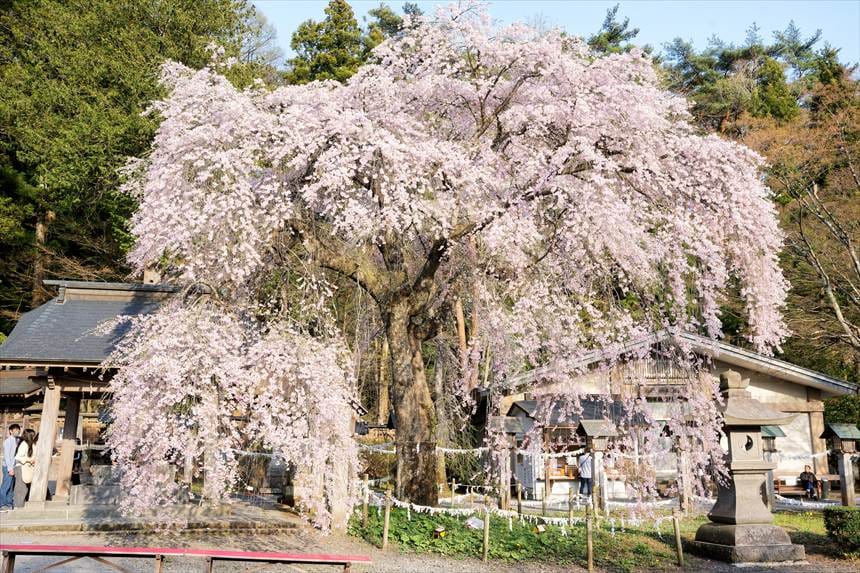 南湖神社の楽翁桜