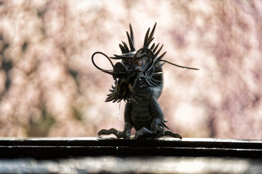 南湖神社の手水屋の龍の背景は桜の花でいっぱい