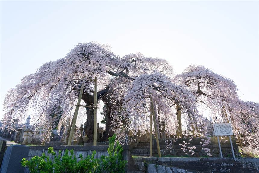 日輪寺の紅枝垂桜は根本でV字に分かれている