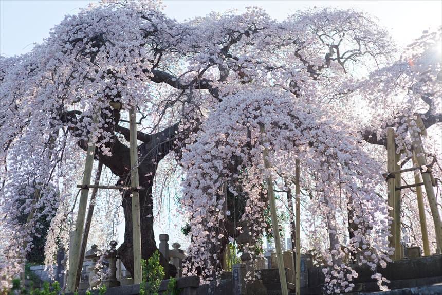 日輪寺の紅枝垂桜
