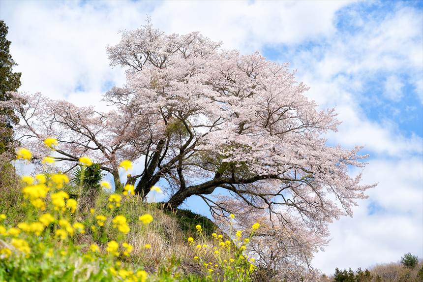 お越し場の山桜と菜の花と青い空