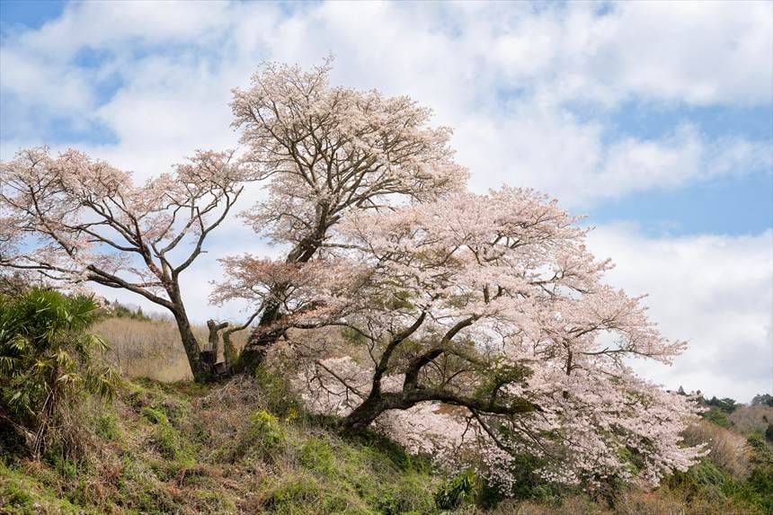 お越し場の山桜
左がヤマザクラ、右がソメイヨシノ
駐車スペース①から撮影