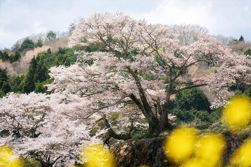 「お越し場の山桜」浅畑地蔵尊より撮影
菜の花の前ボケを入れて