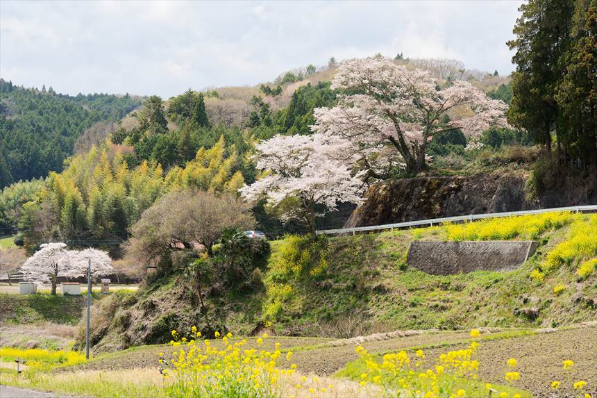 「お越し場の山桜」浅畑地蔵尊より撮影