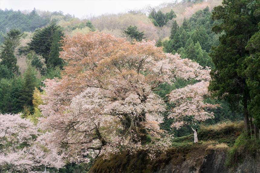 お越し場の山桜 ポートレート
浅畑地蔵尊から撮影