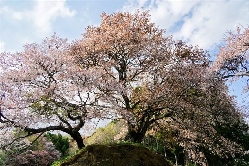左:ソメイヨシノ 右:ヤマザクラ 「お越し場の山桜」