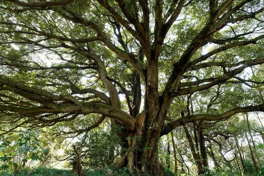 市原　大俵桜 隣の椎の木 幹全体図