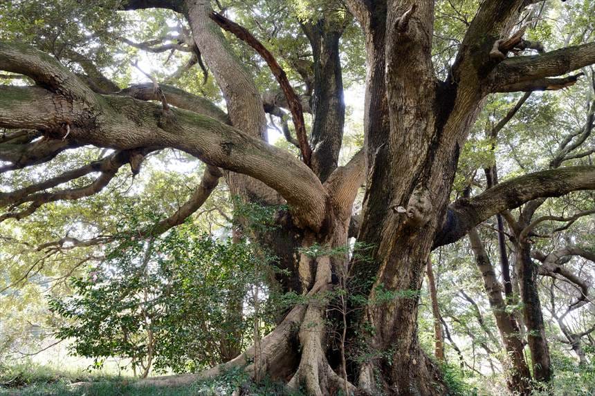 市原　大俵桜 隣の椎の木　幹アップ