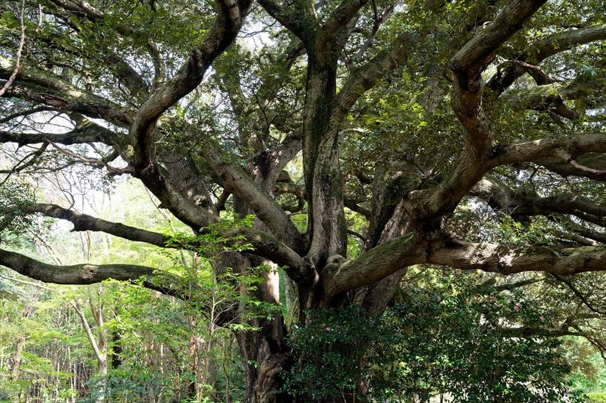 市原　大俵桜 隣の椎の木　幹アップ２