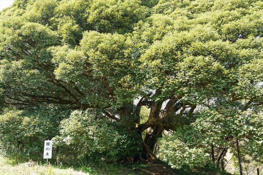大俵桜隣の椎の木と看板