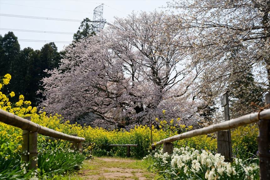 スイセンと大俵桜