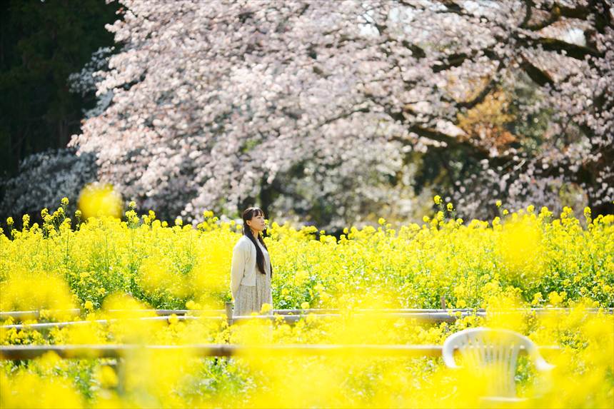大俵桜 菜の花 ポートレート 1