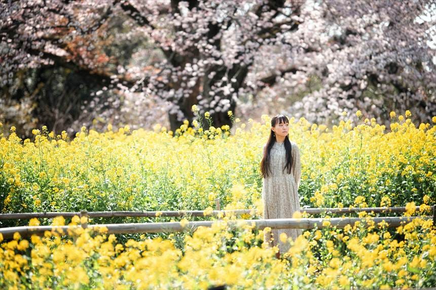 大俵桜 菜の花 ポートレート　2