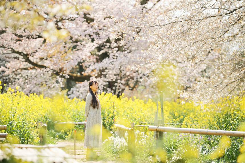 大俵桜 菜の花 ポートレート3