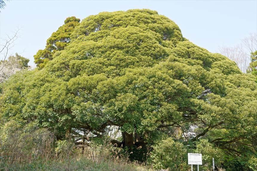 大俵桜隣の椎の木