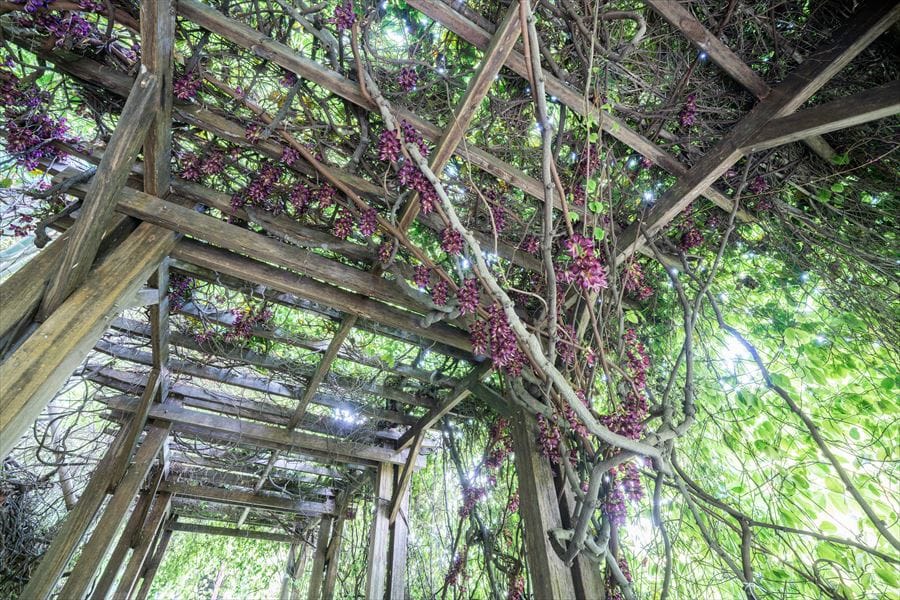 アイラトビカズラの花のトンネル内