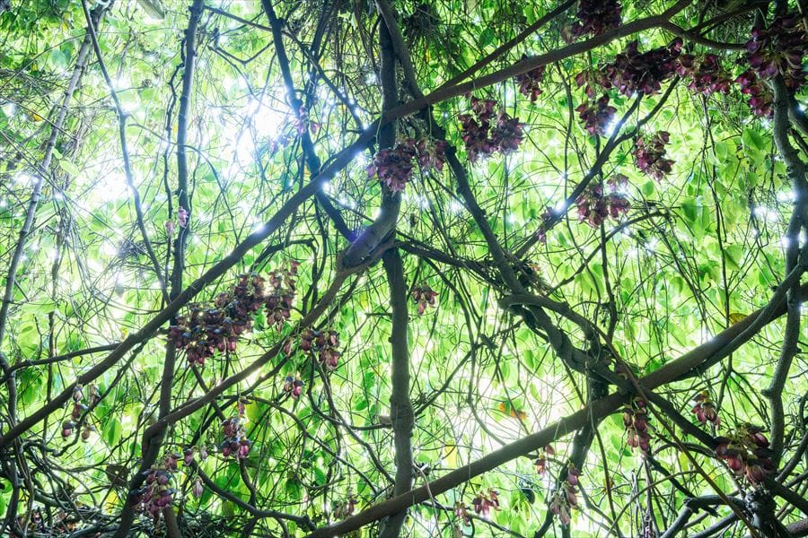 アイラトビカズラの花