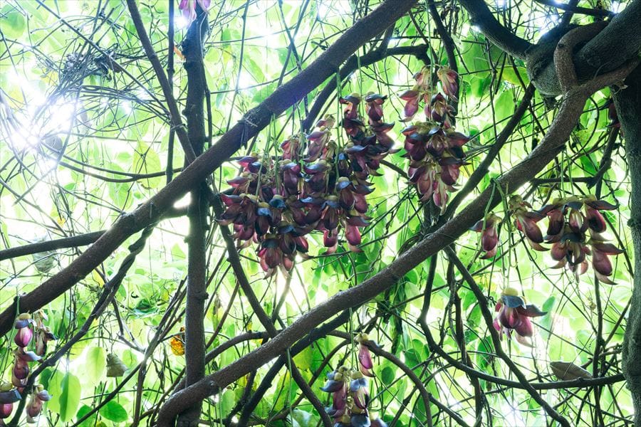 アイラトビカズラの花