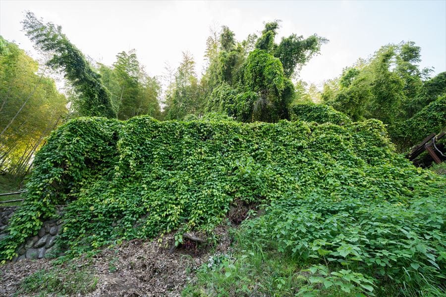 アイラトビカズラの自生地入り口