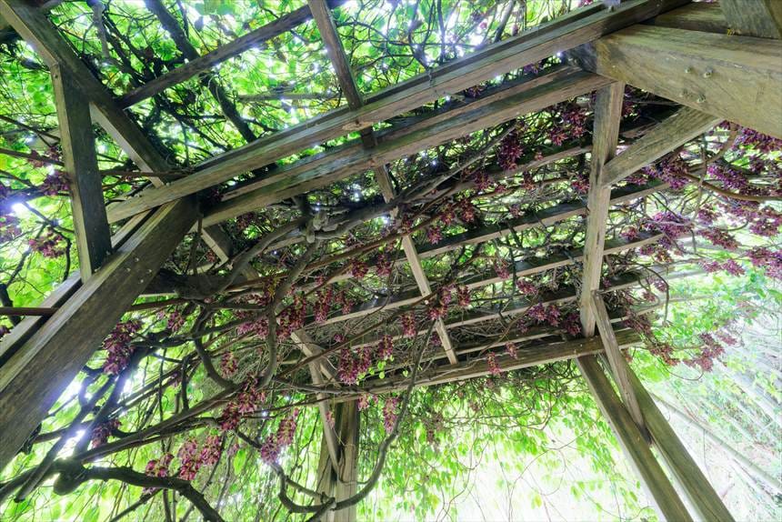 アイラトビカズラの花のトンネル内