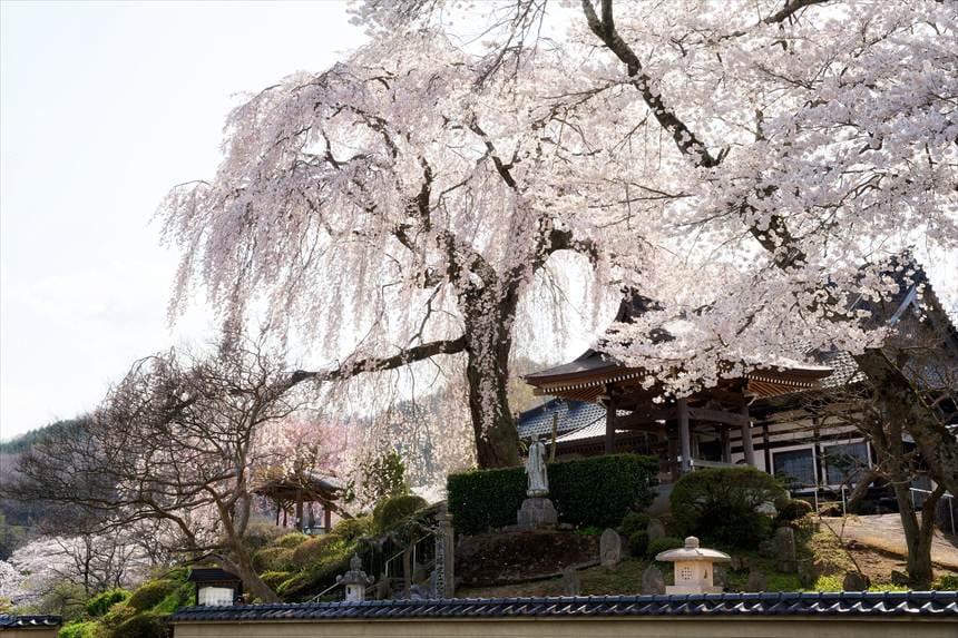 昌建寺のしだれ桜