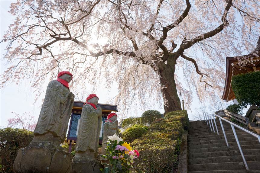 昌建寺のしだれ桜 お地蔵さんと