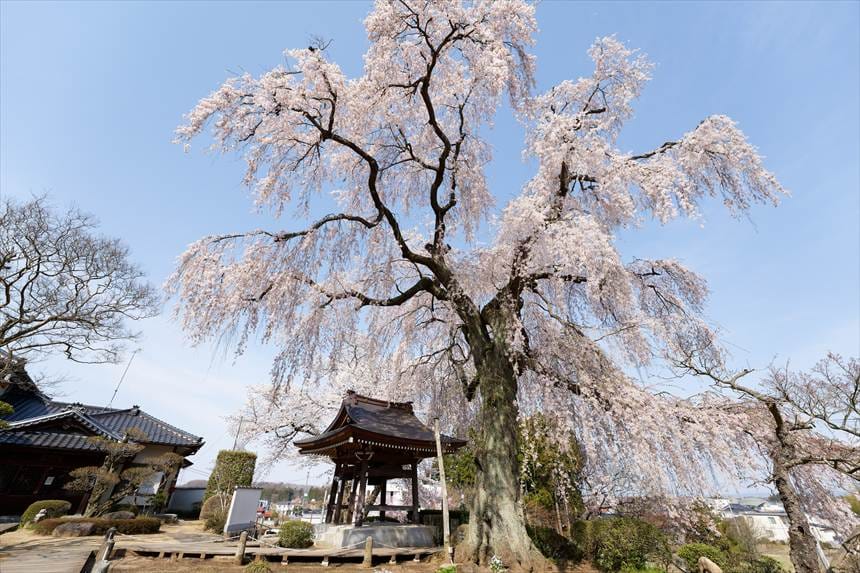 昌建寺のしだれ桜　境内から撮影