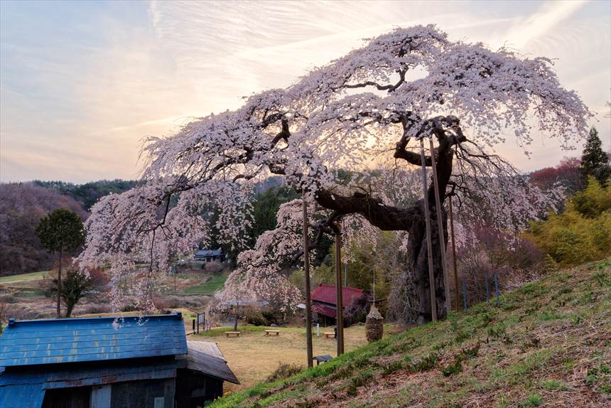 裏から見た夕日と外大野のしだれ桜