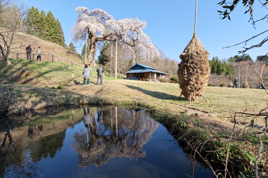 池にリフレクションする外大野のしだれ桜