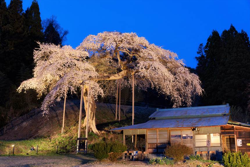 ライトアップされた外大野のしだれ桜