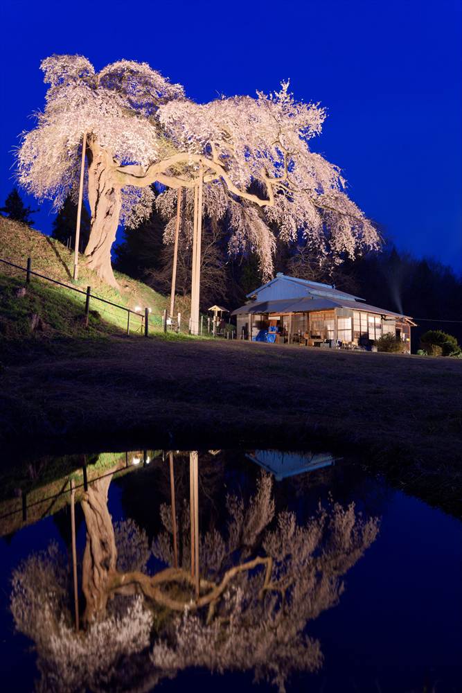池にリフレクションした外大野のしだれ桜