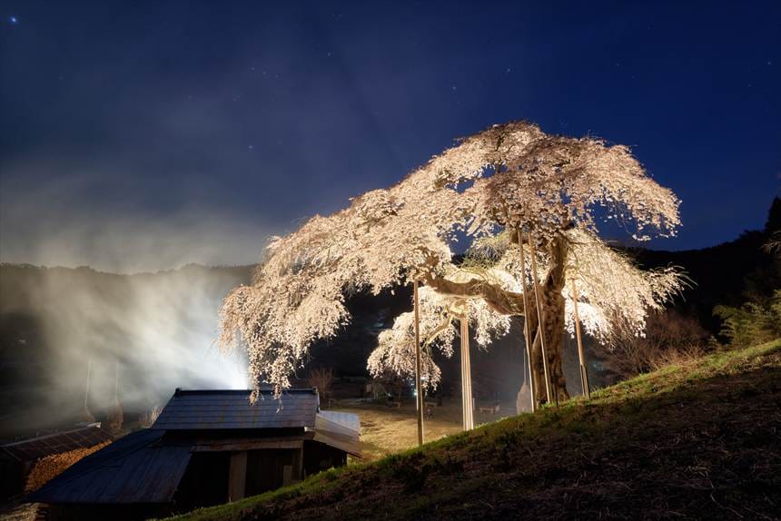 ライトアップされた外大野のしだれ桜を裏から見ると逆光で花が透けて綺麗