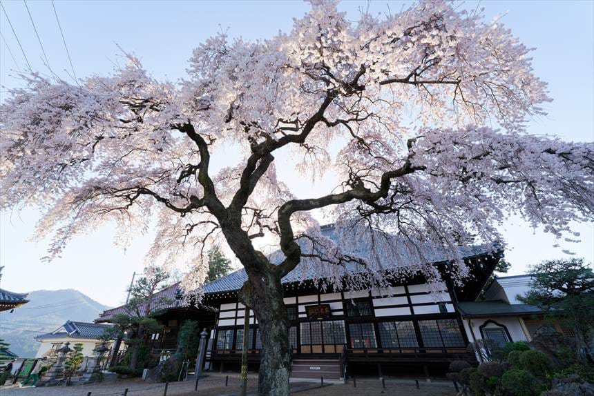 相応寺のしだれ桜　エドヒガン系 ベニシダレ