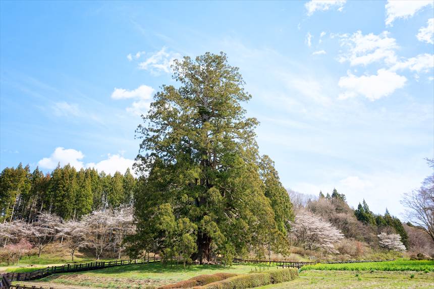 撮影する角度によっては、1本のまっすぐな木にも見える杉沢の大杉