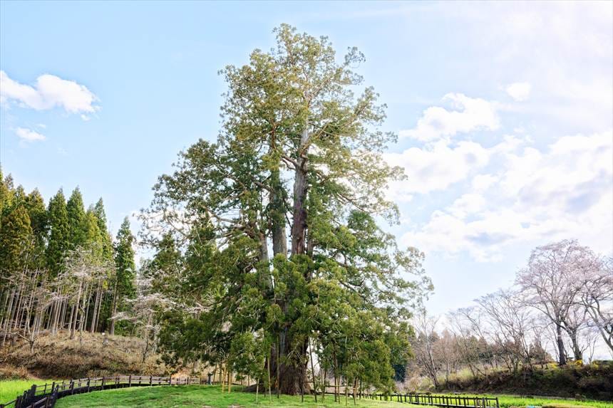 途中で何又かに分かれているが、そのどれもが普通の杉くらいの太さがある杉沢の大杉