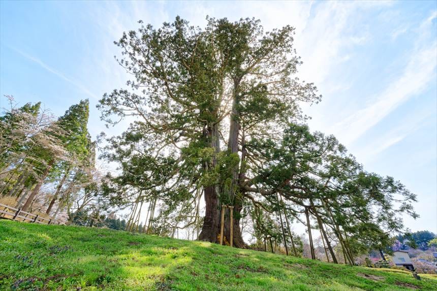 超広角で下からあおって撮影した杉沢の大杉