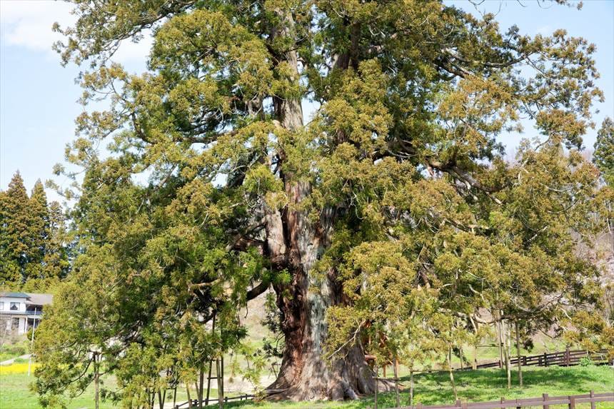 杉沢の大杉の幹