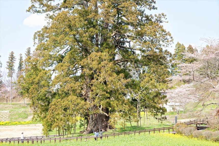 人と比べると大きさが際立つ「杉沢の大杉」