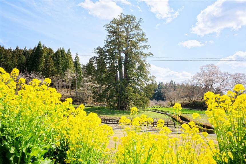 公園内には菜の花も咲いており、杉沢の大杉とセットで撮影できます