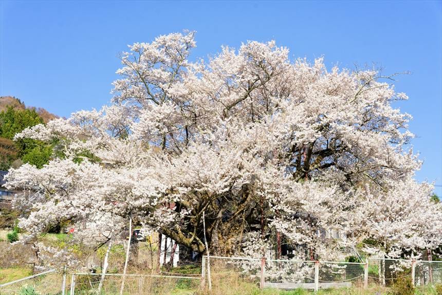 素桜神社の神代桜　向かいの空き地から撮影
