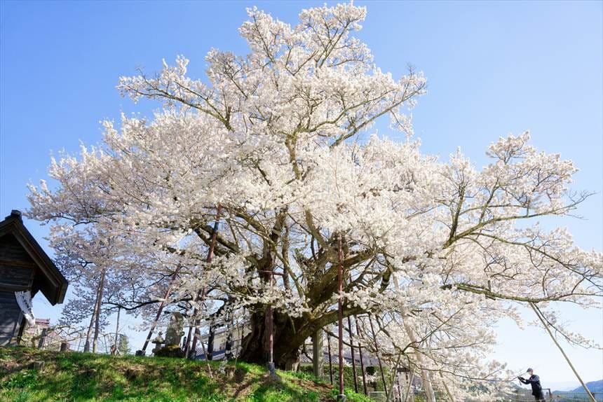 素桜神社の神代桜と至近距離で撮影するカメラマン