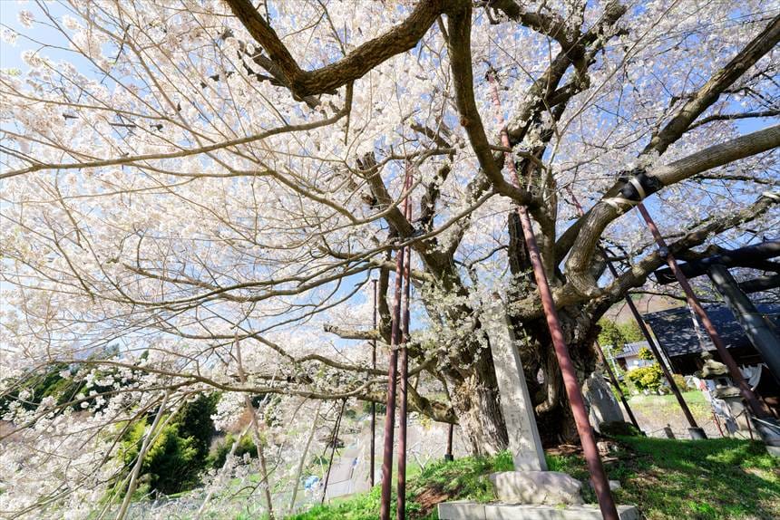素桜神社の神代桜　根元から