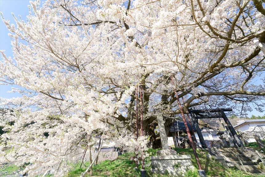 素桜神社の神代桜と鳥居と本堂