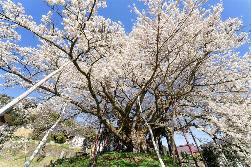 たくさんの支柱に支えられた「素桜神社の神代桜」