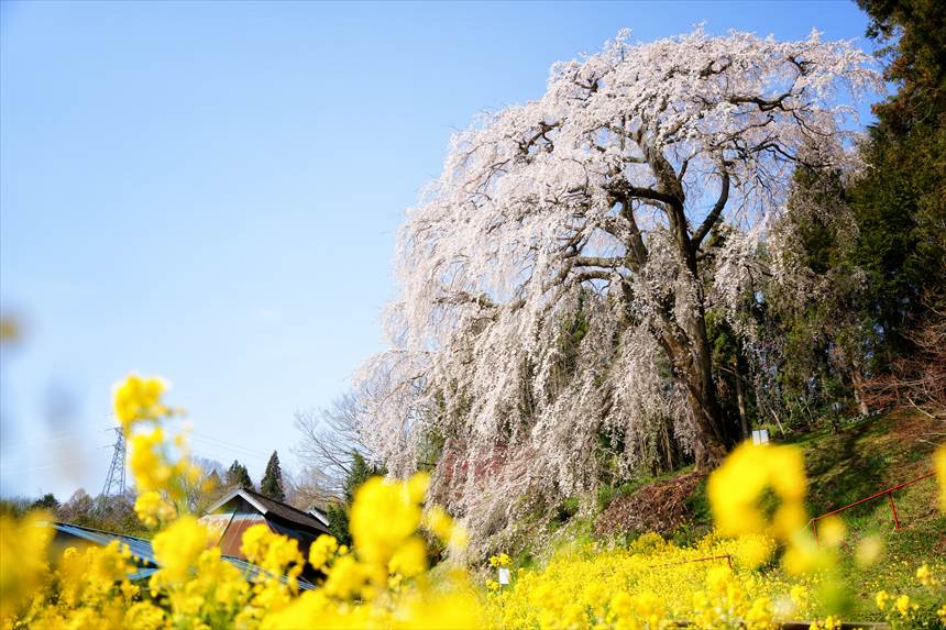 福島】風にたなびく桜のカーテン！「内出のサクラ」撮影ポイントと駐